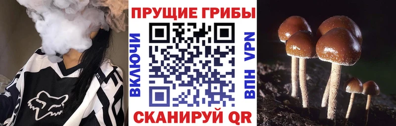 купить наркоту  Алзамай  Псилоцибиновые грибы мухоморы 
